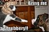 06 550i SMG or 05 545i 6MT-funny-pictures-cat-dog-paper-bag-shrubbery-holy-grail.jpg