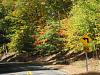 Bear Mtn NY- 550i Foliage-8.jpg