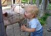 H1N1-kiss_pig.jpg