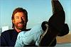 Going 140 km/h on a 40 zone.-chuck-norris-chills.jpg