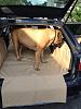 Bought a cargo car mat - Pooch Style-a038.jpg