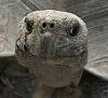 Is it just me-schildkroete_1g.jpg