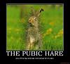 Pubic Hare-c3049738-hare.jpg