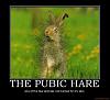 Just in time for Easter.-pubic-hare.jpg