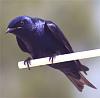 Florida bird &#34;crap&#34;-purple-martin.jpg