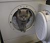 Post your cat here pussy-tinus_washer.jpg