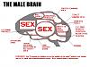 Female vs. Male Brain-malebrain.jpg