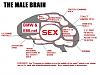 Female vs. Male Brain-post_1420_1136998534a.jpg