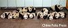 16 pandas-image002.jpg