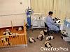 16 pandas-image005.jpg