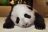 16 pandas-image009.jpg