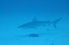 Hawaiian E60 Sighting(s)-shark1_sm.jpg