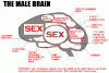 Male and Female Brains-male_brain.gif