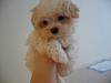 This is my new pup Milo-n7105757_30399369_3567.jpg