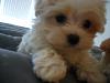 This is my new pup Milo-n7105757_30399364_1516.jpg