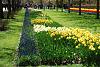 KEUKENHOF, Holland - world&#39;s biggest tulip garden-02.jpg
