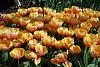 KEUKENHOF, Holland - world&#39;s biggest tulip garden-05.jpg