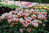 KEUKENHOF, Holland - world&#39;s biggest tulip garden-12.jpg