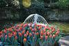 KEUKENHOF, Holland - world&#39;s biggest tulip garden-18.jpg