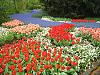 KEUKENHOF, Holland - world&#39;s biggest tulip garden-151_5169.jpg