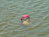 Floating Fish-catfish.jpg
