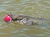 Floating Fish-catfish2.jpg
