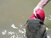 Floating Fish-catfish4.jpg
