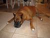Post pics of your dogs/pets...-img_0133.jpg