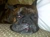 Post pics of your dogs/pets...-chopper1.jpg