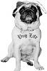 Post pics of your dogs/pets...-2pacpug.jpg