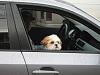 Post pics of your dogs/pets...-gizmo_1_in_car.jpg