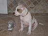 Post pics of your dogs/pets...-p4190015.jpg