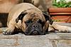 Post pics of your dogs/pets...-dsc_3229.jpg