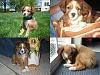 Post pics of your dogs/pets...-cobber_collage.jpg