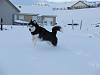 Post pics of your dogs/pets...-montanasnow15.jpg