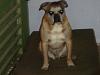 Chopper&#39;s floppy jowls-dsc02065.jpg