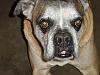 Chopper&#39;s floppy jowls-dsc02067.jpg