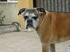 Chopper&#39;s floppy jowls-dsc02074.jpg