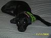 Post pics of your dogs/pets...-my_pictures0068.jpg