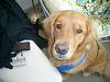 Post pics of your dogs/pets...-n506282452_499207_2030.jpg