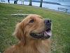 Post pics of your dogs/pets...-n506282452_499220_5555.jpg