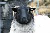 Post pics of your dogs/pets...-sheep.jpg