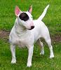 Post pics of your dogs/pets...-mini_bull_terrier.jpg