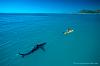 Planning a trip to St. Maarten&#33; Any other options?-white_shark_kayaktpeschak.jpg