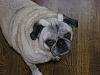 Post pics of your dogs/pets...-0610_022.jpg