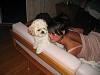 Post pics of your dogs/pets...-img_0874.jpg