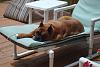 Post pics of your dogs/pets...-dsc00190_1.jpg