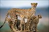 National Geographic photos of the year-_cid_863c1a2db66c410fa552dea933306e68_kevin.jpg
