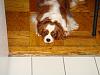 Post pics of your dogs/pets...-brady_pictures_of_october_3__2007_001.jpg