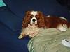 Post pics of your dogs/pets...-brady_pictures_of_october_3__2007_004.jpg